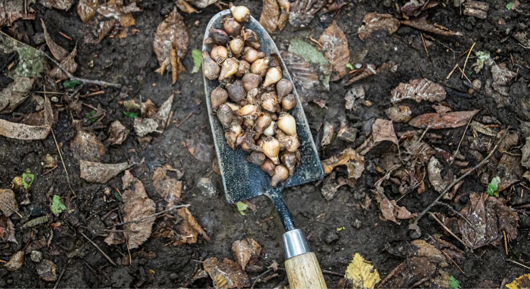 Bulb Planting Media Image.jpg