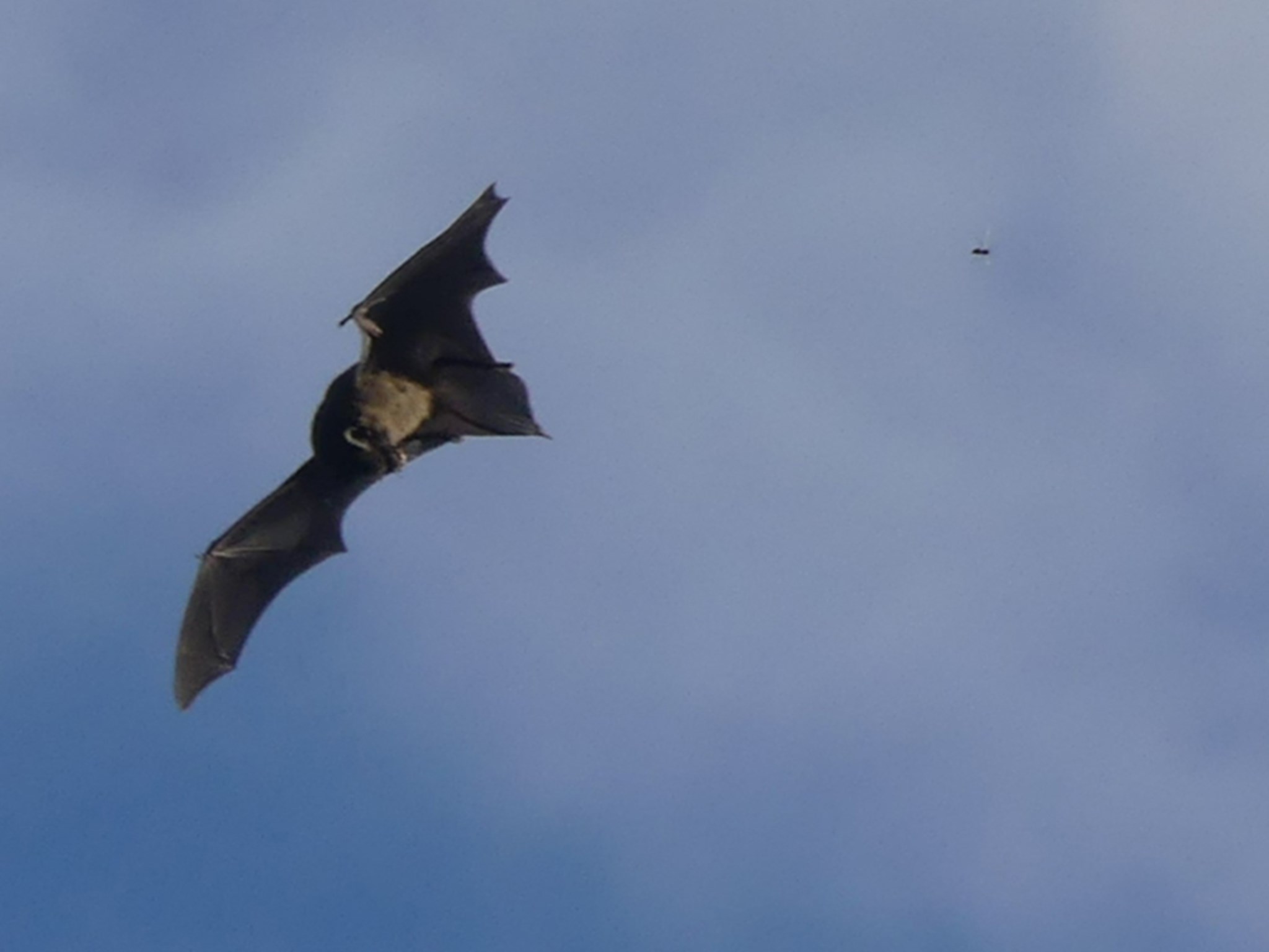 Pipistrelle Bat, Tattenhoe Park 2.jpg