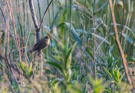 Marsh Warbler - Listing