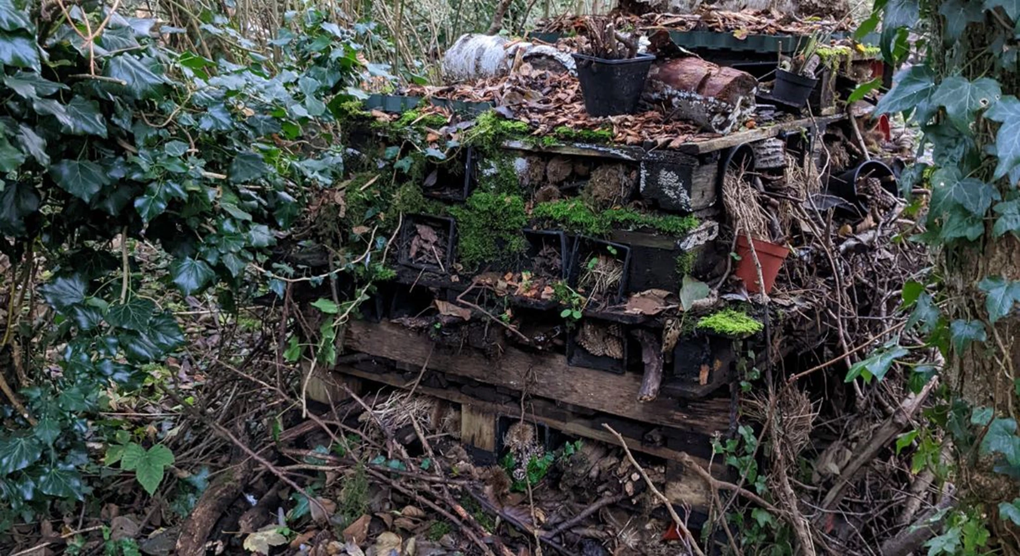 Bug Hotel.jpg