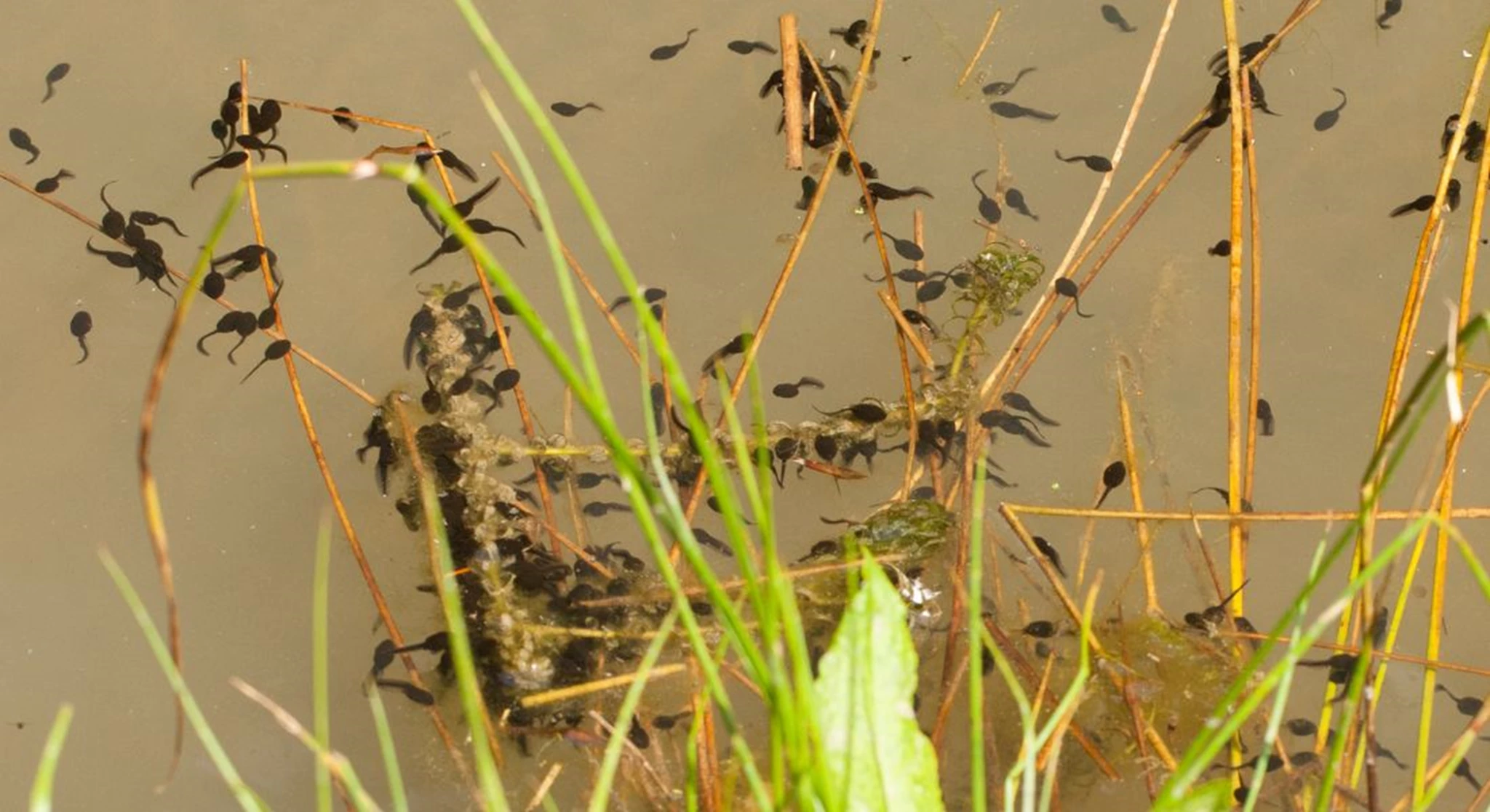 Tadpoles in pond.jpg