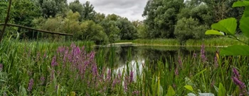 Stony Stratford Nature Reserve - Park Image
